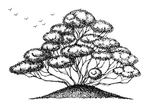 bonsai tree doodle style sketch drawing, hand drawn, vector design