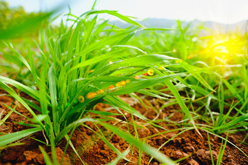 Fresh green grass close up with water drop and lighting flare effect.
