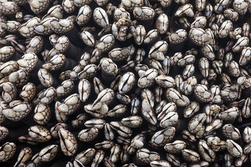 Gooseneck barnacles (Pollicipes polymerus) 