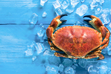 Whole crab on ice cubes - obrazy, fototapety, plakaty