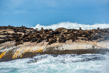 Fototapeta premium Cape Fur Seals (Arctocephalus pusillus) at Duiker Island, South Africa