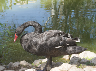 Close-up of a black swan with a red beak, standing on rocks near water (selective focus)