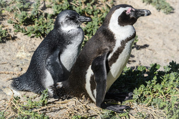 African penguins, also known as Black-Footed or Jackass Penguin, at Boulders Beach in Simon's Town, South Africa