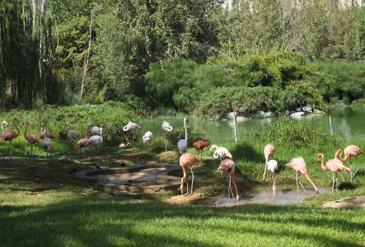 Flamingos or flamingoes are a type of wading bird. These pictures were taken in Israel, where they can be seen wading and sifting through the water supply to the shrimp and other insects.