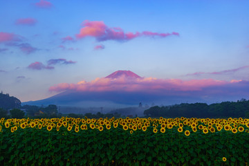 Fuji Mountain and sunflower