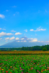 Fototapeta na wymiar Fuji Mountain and zinnia