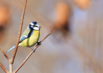 Obraz premium bird blue tit sitting on a branch in spring Park