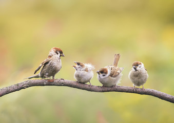 little Chicks and parent Sparrow sitting on a branch little beaks Agape