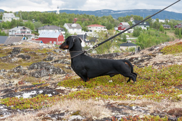 Dachshund standing on rock on town of Alta background, Finnmark, Norway