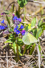Butterfly Gonepteryx, the plant Pulmonaria dacica Simonk