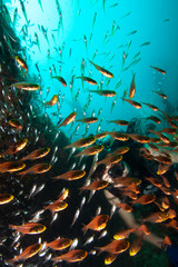 Fototapeta na wymiar Rich marine life on the coral reef. 