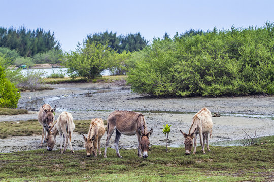 Mannar donkey in Kalpitiya, Sri Lanka