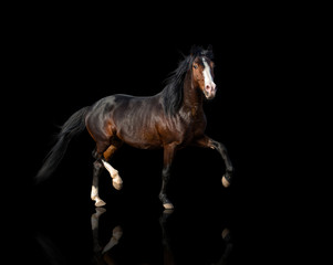 Obraz na płótnie Canvas isolate of bay horse running on black background