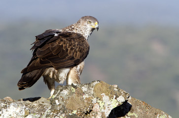 Female of Bonelli´s eagle on a rock. Aquila fasciata