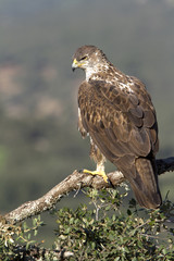 Female of Bonelli´s eagle on a branch of oak. Aquila fasciata