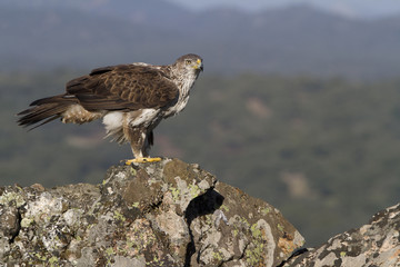 Male of Bonelli´s eagle on an oak trunk. Aquila fasciata