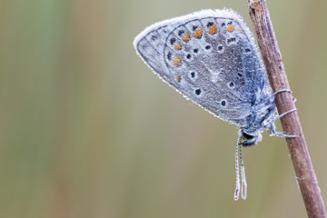 Argus butterfly with dew drops on plant with equal background.