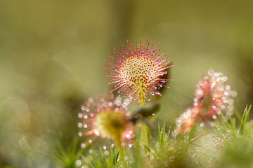Sundew with green background.