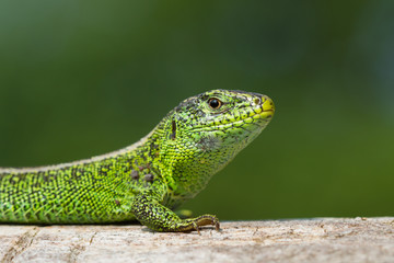 Green male sand lizard on tree with green background in soft early morning light.