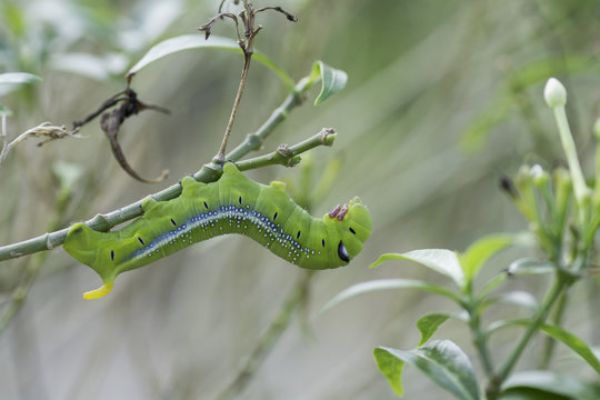 Caterpillar, Big green worm eating leaves