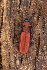 Beetle Cucujus cinnaberinus on the bark