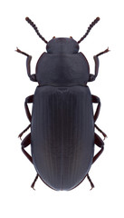 Beetle Neatus picipes on a white background