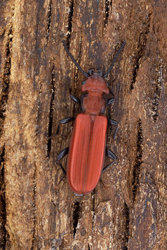 Beetle Cucujus cinnaberinus on the bark