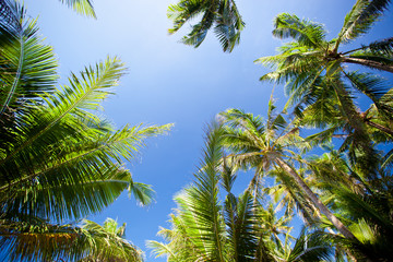 Fototapeta na wymiar Top of palm trees