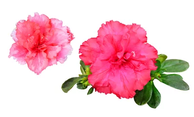 Acrylic prints Azalea Pink azalea flowers, isolated on white background.