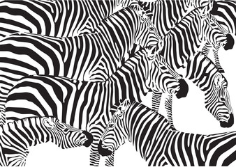Obraz na płótnie Canvas Set von Zebras auf einem weißen Hintergrund