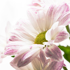 Obraz premium Chrysantheme - High Key