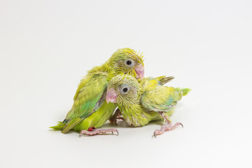 Pastel Green Forpus Bird Chick