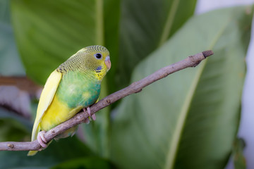 Little Cute Budgerigar