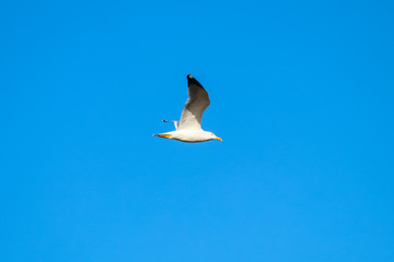 Fototapeta na wymiar Yellow-legged gull flying and perching in natural area 