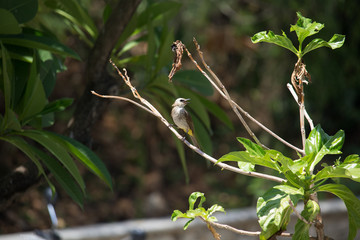 Singing bird in tree