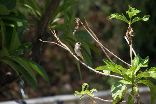 Singing bird in tree