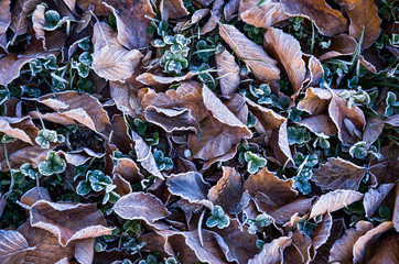 Gefrorene Blätter einer Buche am Waldboden im Winter