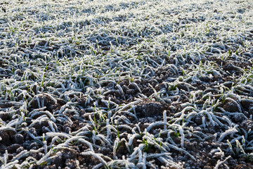 Frozen wheat field.