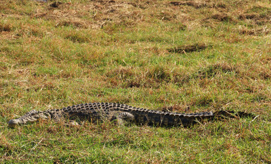 Nile crocodile in the grass
