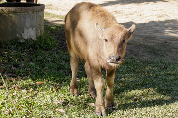 Fototapeta premium Calf, baby buffalo is standing near the stall