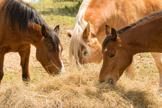 Horses eating hay in spring pasture