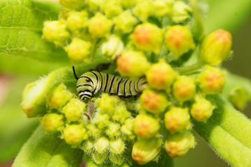 Very young Monarch caterpillar eating on Milkweed buds, nestled inside the floret