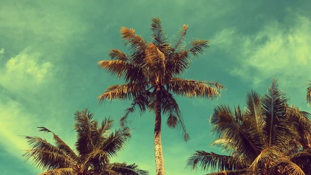 Tropical sky and palm tree, memory of vintage color

