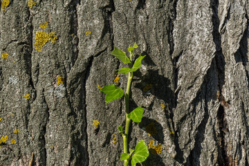 Green climbing plant on old trunk with lichens, branch of ivy growing on the tree trunk