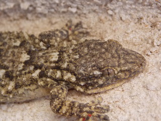 lezard