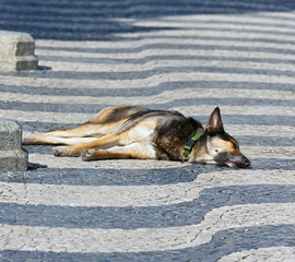 Dog sleeping on Rossio Square in Lisbon, Portugal