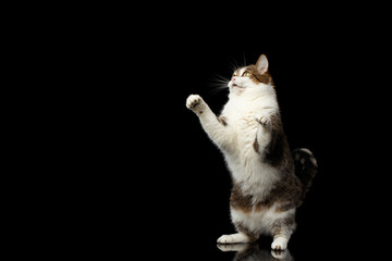 Obraz premium Playful Curious Funny fat Cat stretched up on hind legs on isolated black background