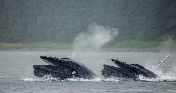 Humpback whales bubble net feeding. Chatham Strait area. Alaska. USA. An excellent illustration.