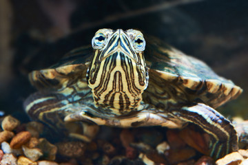Fototapeta premium Small red-eared turtle