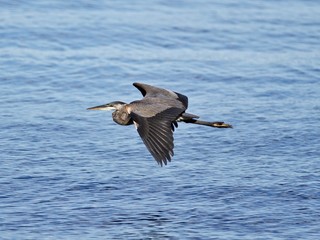 Photo of a great heron in flight